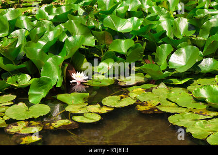 Fleur de Lotus et feuilles sur le lac Banque D'Images