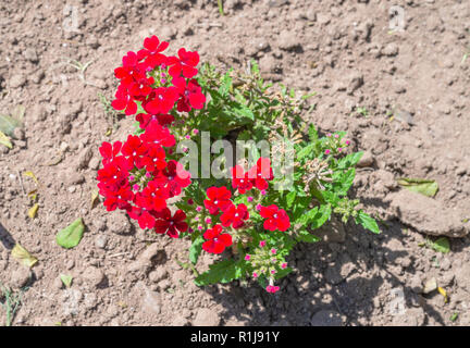 Verveine rouge fleurs. Fleurs de verveine rouge dans le jardin d'été. Verveine. Floral background. Fleur rouge. Banque D'Images