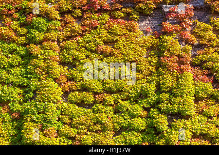 Zagreb, Croatie - Octobre 2018. Les feuilles d'automne comme décoration sur les chapelles et les pierres tombales dans le cimetière à l'automne Banque D'Images