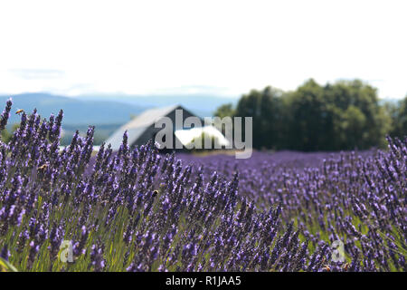 Lavender Farm à Sequim, Washington Banque D'Images