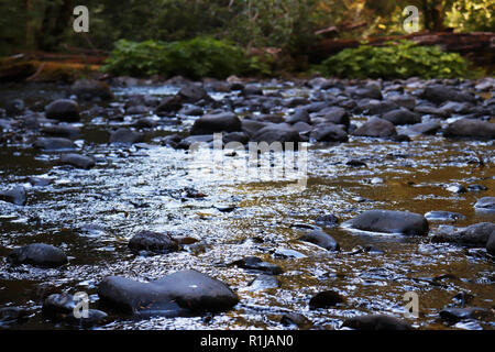 Une rivière près de Marymere Falls, près du lac Crescent, à l'Olympic National Forest, Virginia Banque D'Images