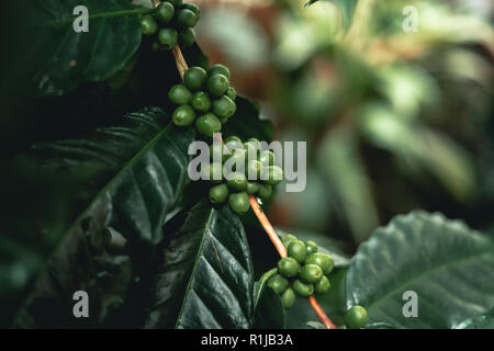 Les grains de café Arabica Cherry rouge dans la nature Banque D'Images