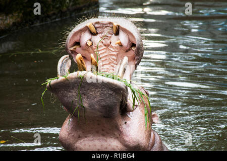 Hippopotamus ; Hippo / Close-up d'un hippopotame Banque D'Images