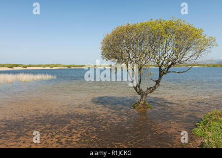 Piscine Kenfig, réserve naturelle nationale de Kenfig, tonne Kenfig, Bridgend, South Wales, UK Banque D'Images