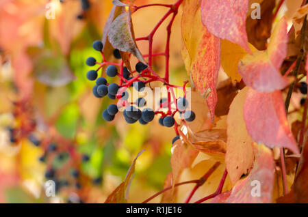 Vigne vierge (Parthenocissus quinquefolia) en automne, close-up Banque D'Images