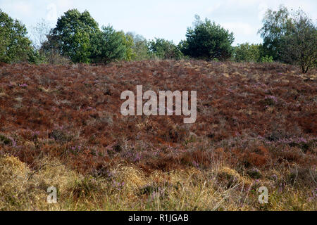 Heather flétri dû à l'été chaud et sec, le Parc National de Maasduinen, Limbourg, Pays-Bas Banque D'Images