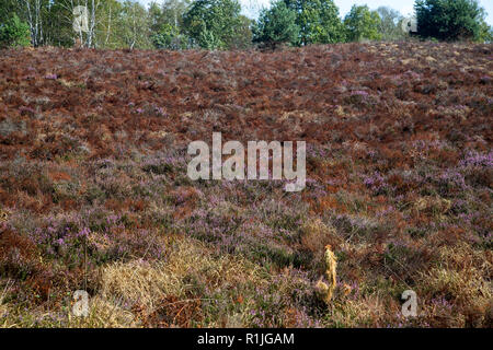 Heather flétri dû à l'été chaud et sec, le Parc National de Maasduinen, Limbourg, Pays-Bas Banque D'Images