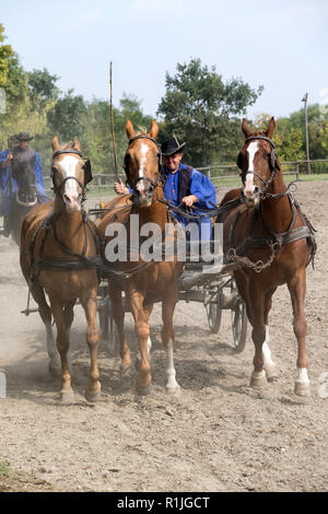 Un cowboy conduit son équipe de 3 chevaux au spectacle équestre dans la région de Hongrie Puszta Banque D'Images