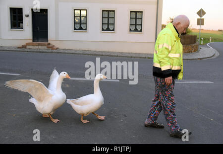 01 novembre 2018, Saxe, Kaditzsch : Les deux oies 'Margot' (r) et 'Erich' exécuter avec Henry Vogel de la place du marché du petit village de leur stabilité. Henry Vogel a passé les 16 premières heures de la vie de l'OIE-poussins avec le maintenant huit mois sur un matelas d'animaux dans l'étable. Avec cela il a gagné sa confiance, mange de sa main et le suit chaque étape de la manière. Pour les variations quotidiennes pour Margot et Erich il siège presque tous les jours pendant plusieurs heures sur la place du village entouré par les autoroutes et planté d'un tilleul. Photo : Waltraud Grubitzsch/dpa-Zentralbild/ZB Banque D'Images