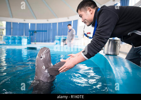 (181113) -- Wuhan, le 13 novembre 2018 (Xinhua) -- un gardien soins médicaux donne la formation à un marsouin de l'Inde à l'Yangtze Yangtze River Dolphin aquarium de l'Institut d'hydrobiologie de l'Académie Chinoise des Sciences à Wuhan, capitale de la province du Hubei en Chine centrale, le 10 novembre 2018. Avec une bouche légèrement courbé, le Yangtze marsouin de l'Inde est souvent appelé le 'smiling angel' du Yangtze en chinois. Cependant, la population a rapidement diminué au cours des trois dernières décennies en raison de la détérioration de l'environnement. L'espèce est maintenant en voie d'extinction, avec une population d'un Banque D'Images