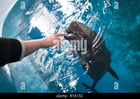 (181113) -- Wuhan, le 13 novembre 2018 (Xinhua) -- un gardien soins médicaux donne la formation à un marsouin de l'Inde à l'Yangtze Yangtze River Dolphin aquarium de l'Institut d'hydrobiologie de l'Académie Chinoise des Sciences à Wuhan, capitale de la province du Hubei en Chine centrale, le 10 novembre 2018. Avec une bouche légèrement courbé, le Yangtze marsouin de l'Inde est souvent appelé le 'smiling angel' du Yangtze en chinois. Cependant, la population a rapidement diminué au cours des trois dernières décennies en raison de la détérioration de l'environnement. L'espèce est maintenant en voie d'extinction, avec une population d'un Banque D'Images