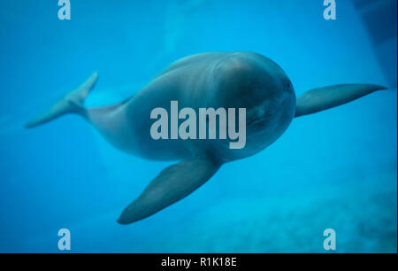 (181113) -- Wuhan, le 13 novembre 2018 (Xinhua) -- un marsouin de l'Inde Yangtze nage à la rivière Yangtze Dolphin aquarium de l'Institut d'hydrobiologie de l'Académie Chinoise des Sciences à Wuhan, capitale de la province du Hubei en Chine centrale, le 10 novembre 2018. Avec une bouche légèrement courbé, le Yangtze marsouin de l'Inde est souvent appelé le 'smiling angel' du Yangtze en chinois. Cependant, la population a rapidement diminué au cours des trois dernières décennies en raison de la détérioration de l'environnement. L'espèce est maintenant en voie d'extinction d'une population d'environ 1 000 dans la principale voie navigable o Banque D'Images