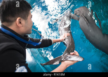 (181113) -- Wuhan, le 13 novembre 2018 (Xinhua) -- un gardien soins médicaux donne la formation pour les marsouins au Yangtze finless Yangtze River Dolphin aquarium de l'Institut d'hydrobiologie de l'Académie Chinoise des Sciences à Wuhan, capitale de la province du Hubei en Chine centrale, le 10 novembre 2018. Avec une bouche légèrement courbé, le Yangtze marsouin de l'Inde est souvent appelé le 'smiling angel' du Yangtze en chinois. Cependant, la population a rapidement diminué au cours des trois dernières décennies en raison de la détérioration de l'environnement. L'espèce est maintenant en voie d'extinction, avec une population d'ar Banque D'Images