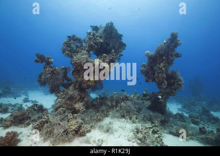 Mer Rouge, Abu Dabab, Marsa Alam, Egypte, l'Afrique. 1er août 2018. Paysage sous-marin avec des piliers de corail Crédit : Andrey Nekrasov/ZUMA/Alamy Fil Live News Banque D'Images