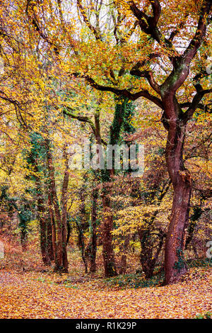 Chêne et hêtre. Feuillage coloré dans les bois, impressions automnales. Photo: Vibrant Pictures/Alamy Live News Banque D'Images