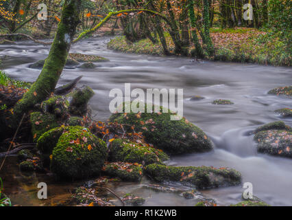 Gorge Teign, Devon, 13 novembre 2018. Météo France : les feuilles tombées sont rejetés dans la rivière Teign après coup de vent et des pluies torrentielles au cours des derniers jours. On prévoit des conditions plus chaudes pour cette semaine avant la baisse des températures. Credit : Celia McMahon/Alamy Live News Banque D'Images