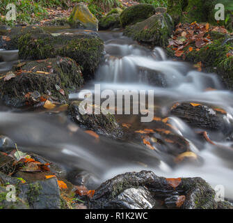 Gorge Teign, Devon, 13 novembre 2018. Météo France : les feuilles tombées sont rejetés dans la rivière Teign après coup de vent et des pluies torrentielles au cours des derniers jours. On prévoit des conditions plus chaudes pour cette semaine avant la baisse des températures. Credit : Celia McMahon/Alamy Live News Banque D'Images