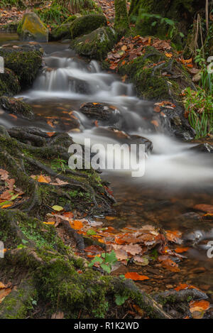 Gorge Teign, Devon, 13 novembre 2018. Météo France : les feuilles tombées sont rejetés dans la rivière Teign après coup de vent et des pluies torrentielles au cours des derniers jours. On prévoit des conditions plus chaudes pour cette semaine avant la baisse des températures. Credit : Celia McMahon/Alamy Live News Banque D'Images