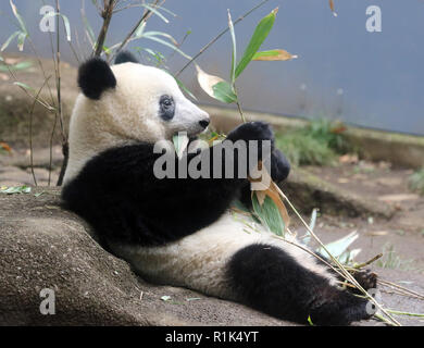 Tokyo, Japon. 13Th Nov, 2018. Un an panda géant femelle Xiang Xiang mange des feuilles de bambou par elle-même au jardin zoologique d'Ueno à Tokyo, le mardi 13 novembre 2018. Xiang Xiang a commencé à être séparé de sa mère Shin Shin dans la matinée, une partie de la journée pour se préparer à l'augmentation jusqu'à un adulte. Credit : Yoshio Tsunoda/AFLO/Alamy Live News Banque D'Images