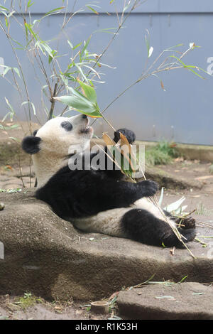 Tokyo, Japon. 13Th Nov, 2018. Un an panda géant femelle Xiang Xiang mange des feuilles de bambou par elle-même au jardin zoologique d'Ueno à Tokyo, le mardi 13 novembre 2018. Xiang Xiang a commencé à être séparé de sa mère Shin Shin dans la matinée, une partie de la journée pour se préparer à l'augmentation jusqu'à un adulte. Credit : Yoshio Tsunoda/AFLO/Alamy Live News Banque D'Images