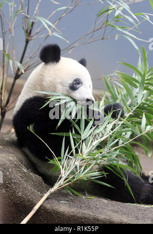 Tokyo, Japon. 13Th Nov, 2018. Un an panda géant femelle Xiang Xiang mange des feuilles de bambou par elle-même au jardin zoologique d'Ueno à Tokyo, le mardi 13 novembre 2018. Xiang Xiang a commencé à être séparé de sa mère Shin Shin dans la matinée, une partie de la journée pour se préparer à l'augmentation jusqu'à un adulte. Credit : Yoshio Tsunoda/AFLO/Alamy Live News Banque D'Images