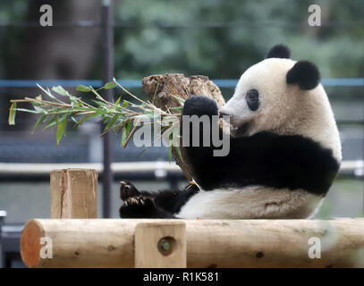 Tokyo, Japon. 13Th Nov, 2018. Un an panda géant femelle Xiang Xiang mange des feuilles de bambou par elle-même au jardin zoologique d'Ueno à Tokyo, le mardi 13 novembre 2018. Xiang Xiang a commencé à être séparé de sa mère Shin Shin dans la matinée, une partie de la journée pour se préparer à l'augmentation jusqu'à un adulte. Credit : Yoshio Tsunoda/AFLO/Alamy Live News Banque D'Images