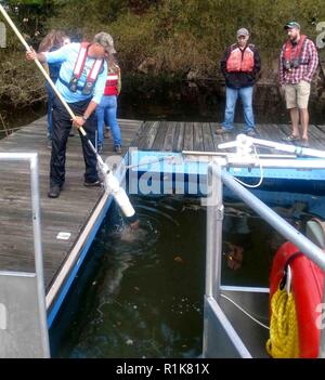 La semaine dernière, no BuffaloDistrict est associé avec le U.S. Army Corps of Engineers, Raystown Lake​ College​ Juniata et les étudiants de mener une vaste enquête sur le lac de plantes aquatiques avec l'accent sur (Hydrilla verticillata hydrilla), une plante aquatique envahissante. Banque D'Images