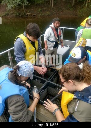 La semaine dernière, no BuffaloDistrict est associé avec le U.S. Army Corps of Engineers, Raystown Lake​ College​ Juniata et les étudiants de mener une vaste enquête sur le lac de plantes aquatiques avec l'accent sur (Hydrilla verticillata hydrilla), une plante aquatique envahissante. Banque D'Images