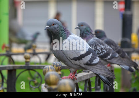 Les pigeons sauvages rock perché sur une balustrade Banque D'Images