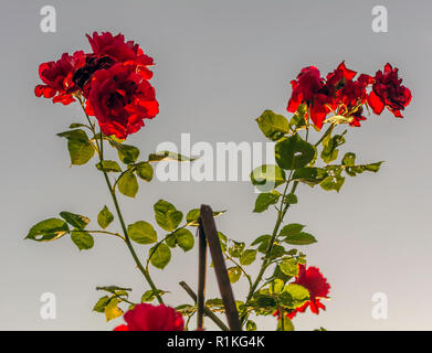 Roses rouges contre l'été, soleil du soir. Sweet roses rouge vif, soir lumière arrière, selective focus. Banque D'Images