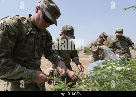 Des soldats américains affectés à la force opérationnelle interarmées combinée de la Corne de l'Afrique laisse percevoir au cours de la formation des compétences de survie sur Camp Lemonnier, Djibouti, 13 octobre 2018. Les membres de service placés les feuilles dans un sac plastique et le sac exposés au soleil, ce qui a permis de recueillir la condensation et leur a permis de créer une autre source d'eau dans un environnement austère. Banque D'Images