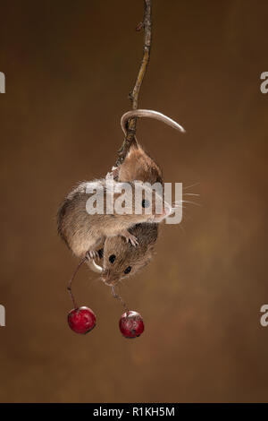 Une paire de souris récolte accroché à l'autre et en équilibre sur une petite brindille avec deux fruits rouges sous Banque D'Images