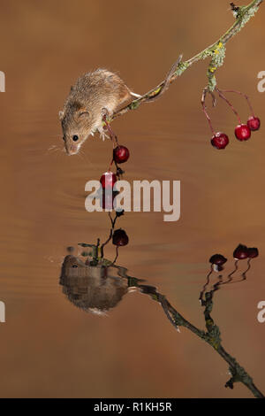 Une petite souris de la récolte sur une branche avec des baies rouges à l'eau de soldes sur le point de prendre un verre. Le rongeur se reflète dans l'eau Banque D'Images