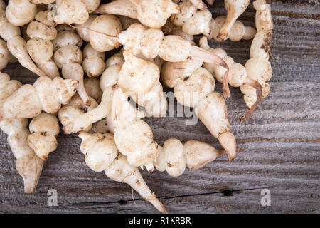 Japanese crosne Stachys affinis tubercules légume racine rhizome closeup Banque D'Images