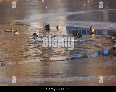 Le canard. Plusieurs canards s'éclabousser dans l'eau. Plusieurs canards à pied sur la glace. De l'automne. Banque D'Images