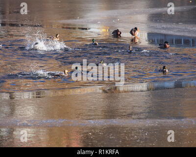 Le canard. Plusieurs canards s'éclabousser dans l'eau. Plusieurs canards à pied sur la glace. De l'automne. Banque D'Images