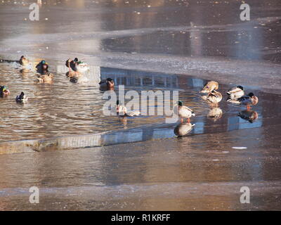 Le canard. Plusieurs canards s'éclabousser dans l'eau. Plusieurs canards à pied sur la glace. De l'automne. Banque D'Images