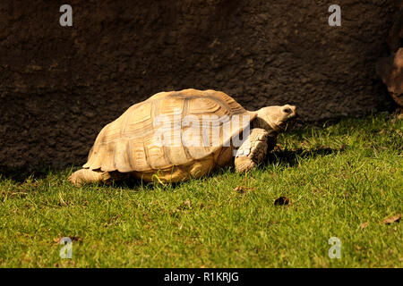 Une tortue sillonnée walking aroung sa maison. Si loin de sa femme Banque D'Images