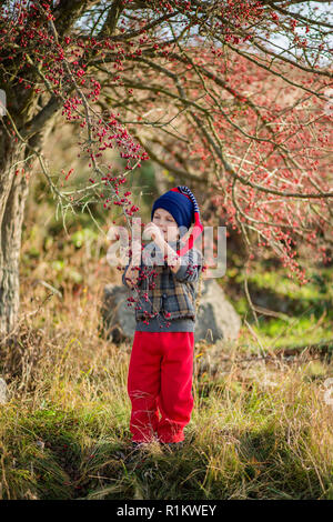 Portrait of a cute boy avec les fruits rouges. Couleurs d'automne de la nature. Les baies d'aubépine rouge d'automne. Banque D'Images