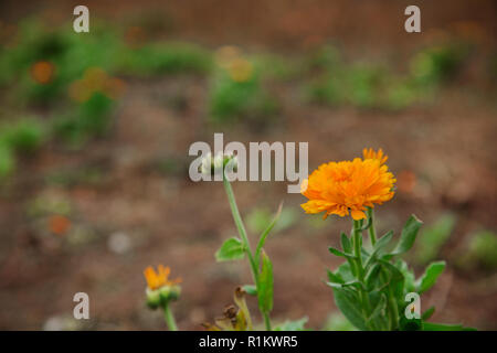 Calendula fleur et feuilles. Calendula officinalis, pot, jardin anglais ou clou, sur un fond vert. Banque D'Images