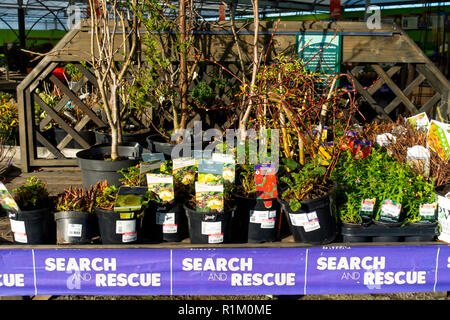 La recherche et le sauvetage des plantes pour la vente dans un centre de jardin en automne, les plantes vendues à prix réduit Banque D'Images