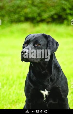 Labrador noir, avec tache blanche sur la poitrine, regarde attentivement hors du champ assis. Chien de formation est assis et attend la commande suivante dans le jardin verdoyant. Banque D'Images