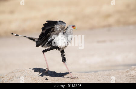 Oiseau (secrétaire Sagittaire serpentarius) close up, Etosha National Park, Namibie, Afrique Banque D'Images