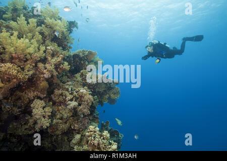 Plongeur femelle regarde sur les beaux récifs de corail, Mer Rouge, Abu Dabab, Marsa Alam, Egypte, Afrique du Sud Banque D'Images