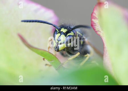 Jaune commun-veste ou d'une guêpe Vespula Vulgaris, Européenne Banque D'Images