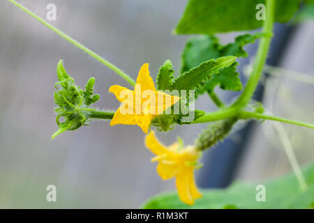 Le concombre et les fleurs qui poussent sur la vigne, plante largement cultivée dans la famille des curcubitacés, Cucurbitaceae Banque D'Images