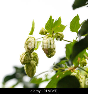 Planter des fleurs de houblon commun isolé sur fond blanc. Humulus lupulus, close-up square photo avec selective focus Banque D'Images