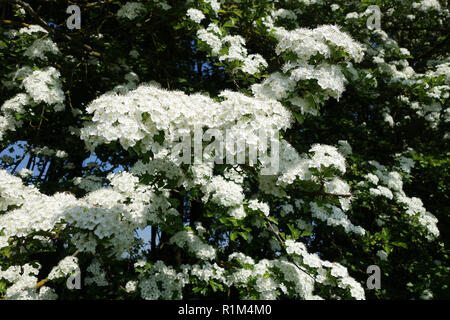 L'Aubépine en fleur blanche en Angleterre Uk 2018 Banque D'Images