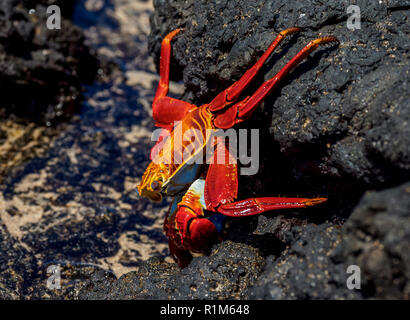 Sally Lightfoot Crab (Grapsus grapsus), Sullivan Bay, Santiago ou l'île James, Galapagos, Equateur Banque D'Images