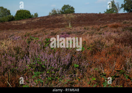 Withered heath en raison de l'été chaud et sec, le Parc National de Maasduinen, Limbourg, Pays-Bas Banque D'Images